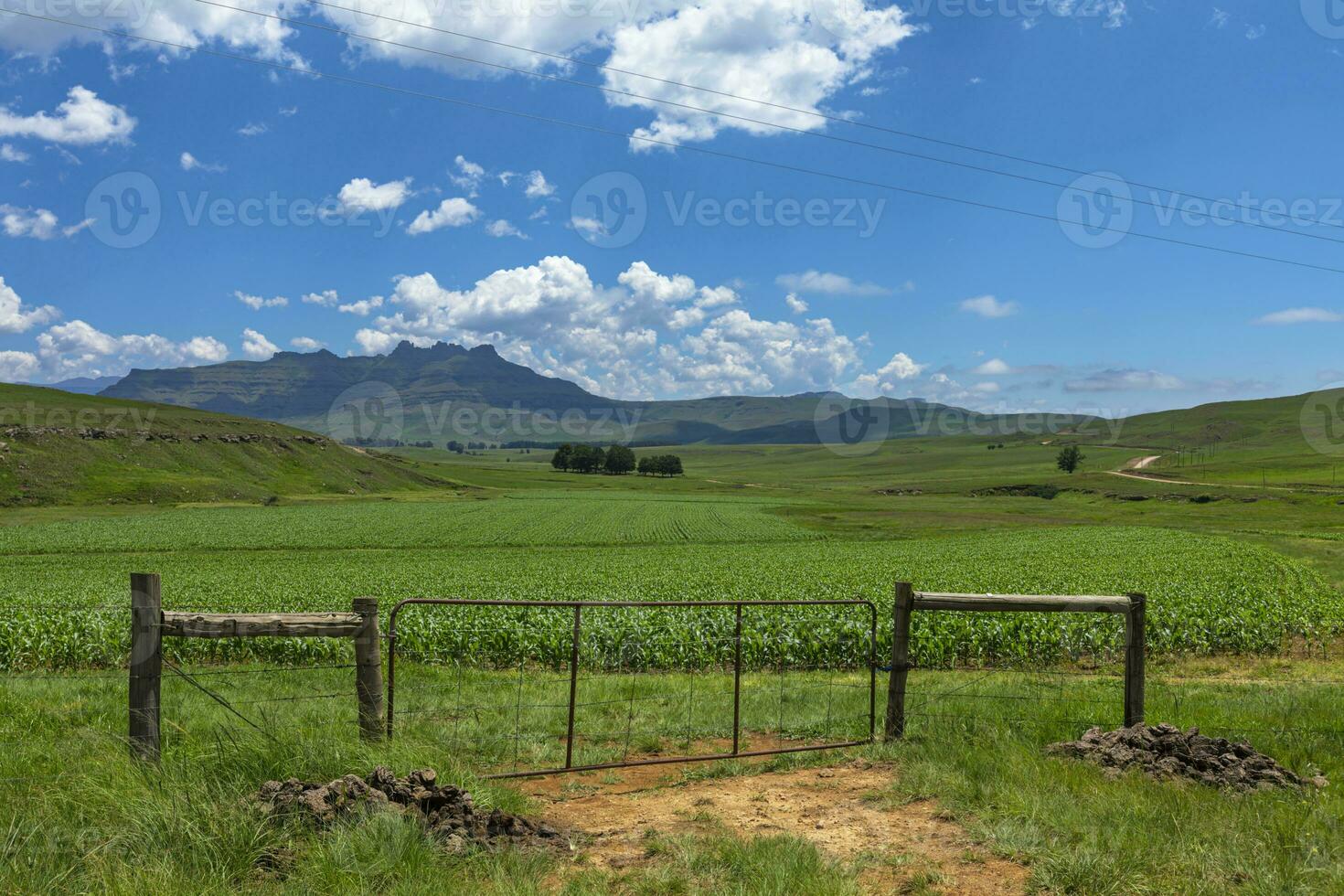 Farm gate in front of green maize field photo