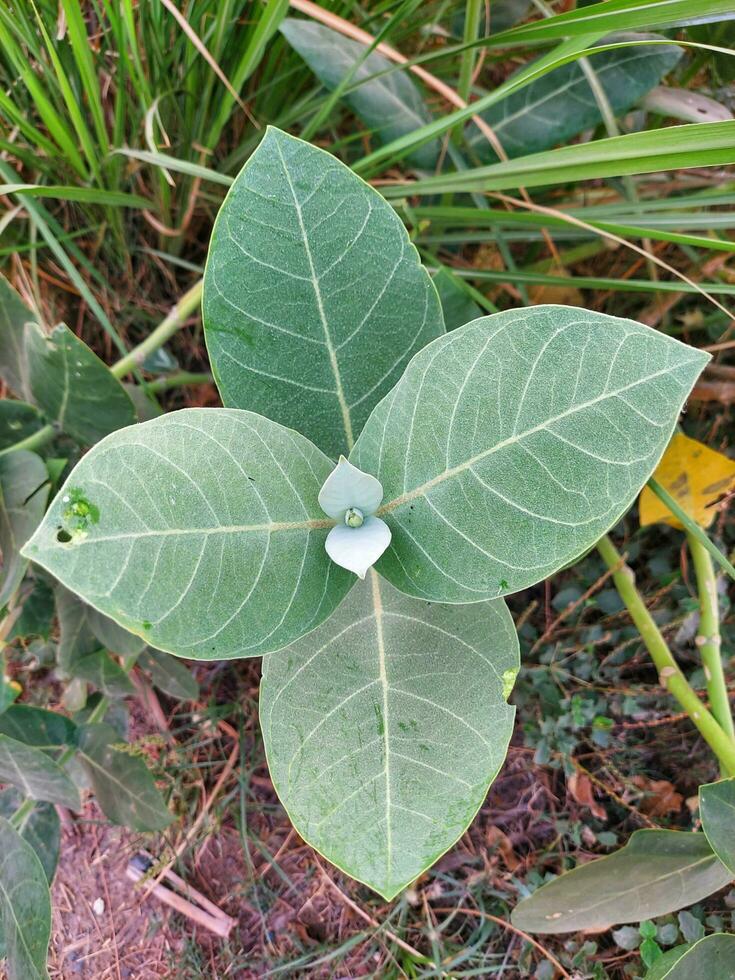 Calotropic Gigantea plant big green leaves,medicinal herbal plant calotropis Gigantea,madar plant outdoor photo