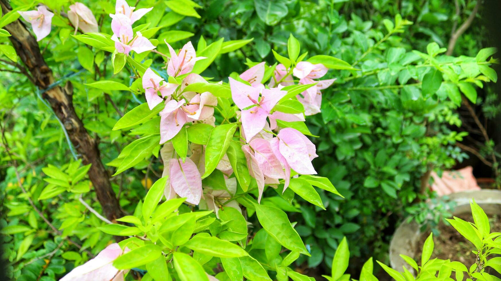 Beautiful purple bougainvillea blooms during the day. Purple bougainvillea flowers. Bougainvillea flowers as a background. Floral background.Paper pink flower photo