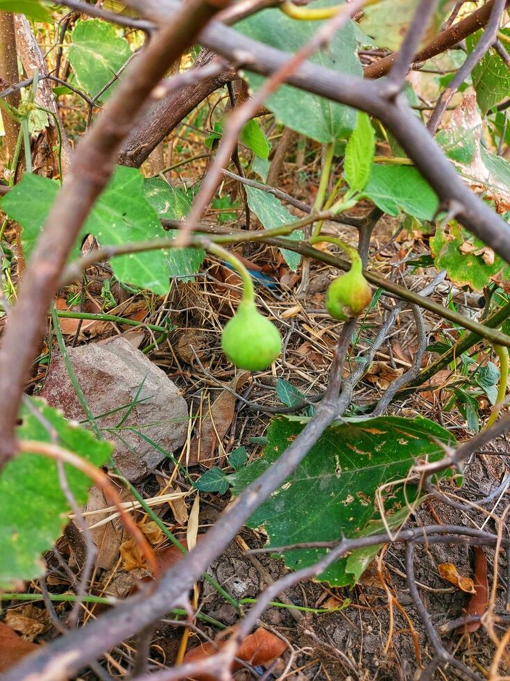 maduro higo en un higo árbol, higuera ficus carica planta mora familia, verde Fruta de ficus carica, dos higo en el árbol al aire libre foto