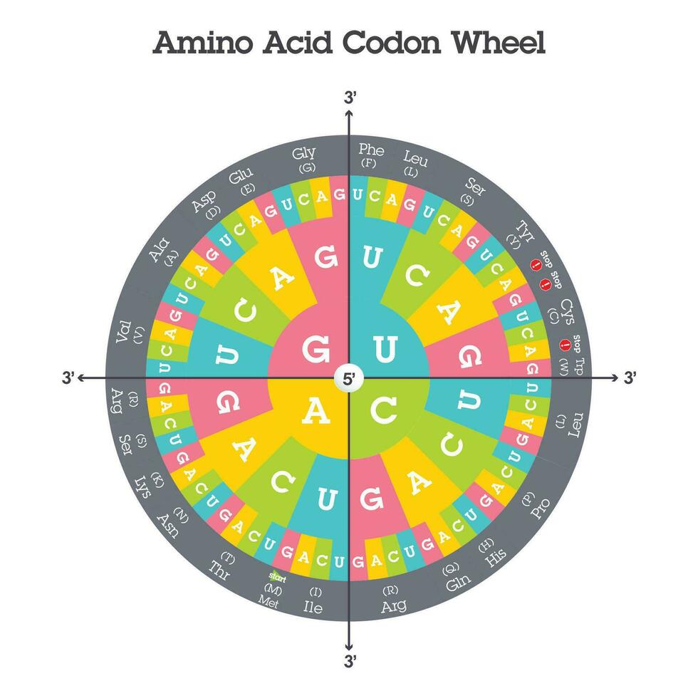 aminado ácido codón mesa genoma ciencias vector gráfico