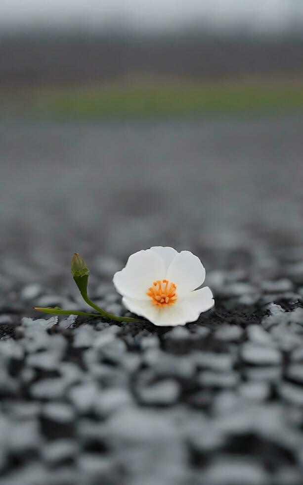 Beautiful single flower on grey background. AI Generative photo
