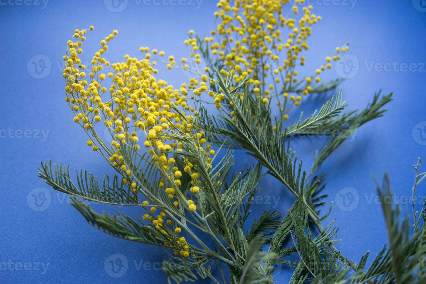 Spring concert. Mimosa on a blue background. Mimosa close-up. Happy spring. photo