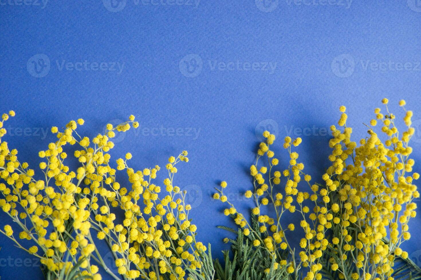 Spring concert. Mimosa on a blue background. Mimosa close-up. Happy spring. photo
