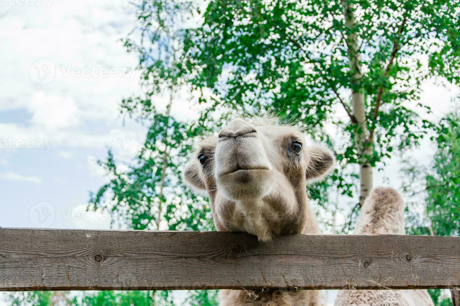 A beautiful camel with sad eyes stands behind a fence in a corral in a zoo against the backdrop of a birch tree. Keeping animals in captivity photo