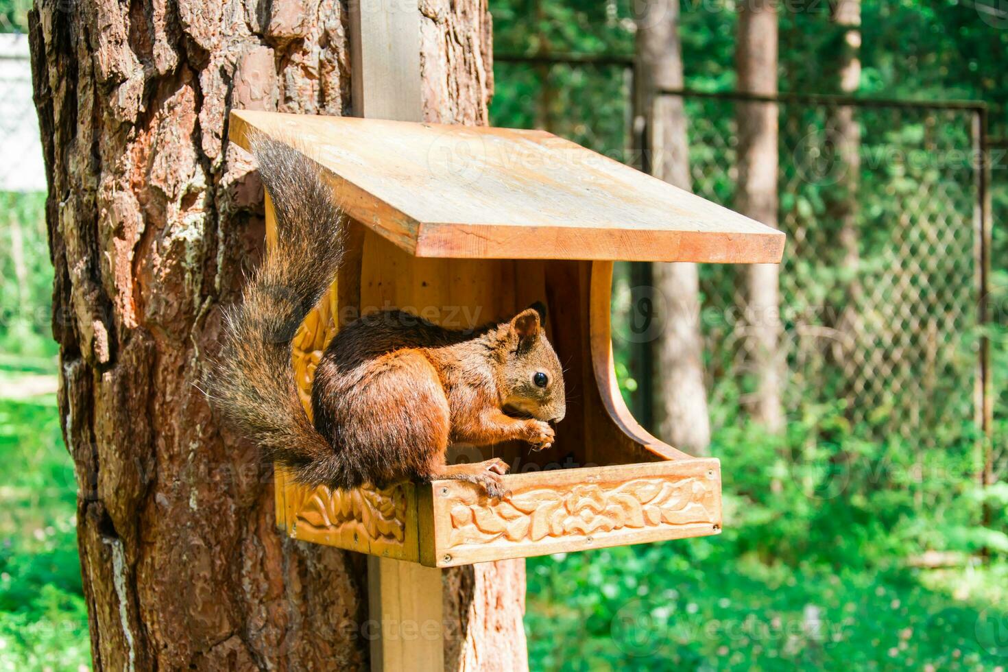 A red Siberian squirrel is sitting on a treehouse in the forest and gnawing on nuts. photo