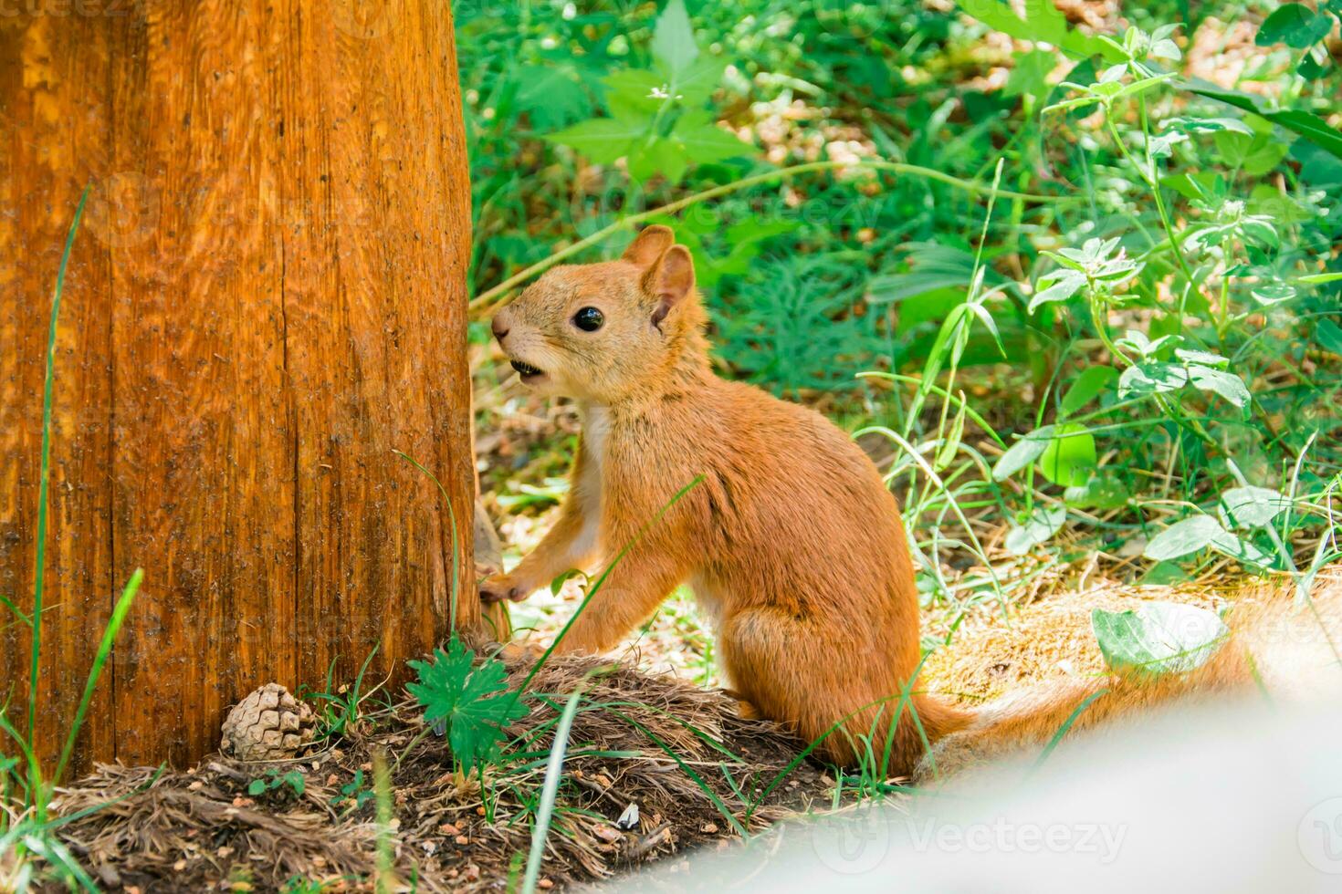 Red Siberian squirrel sits on the ground in a summer forest near a tree. photo