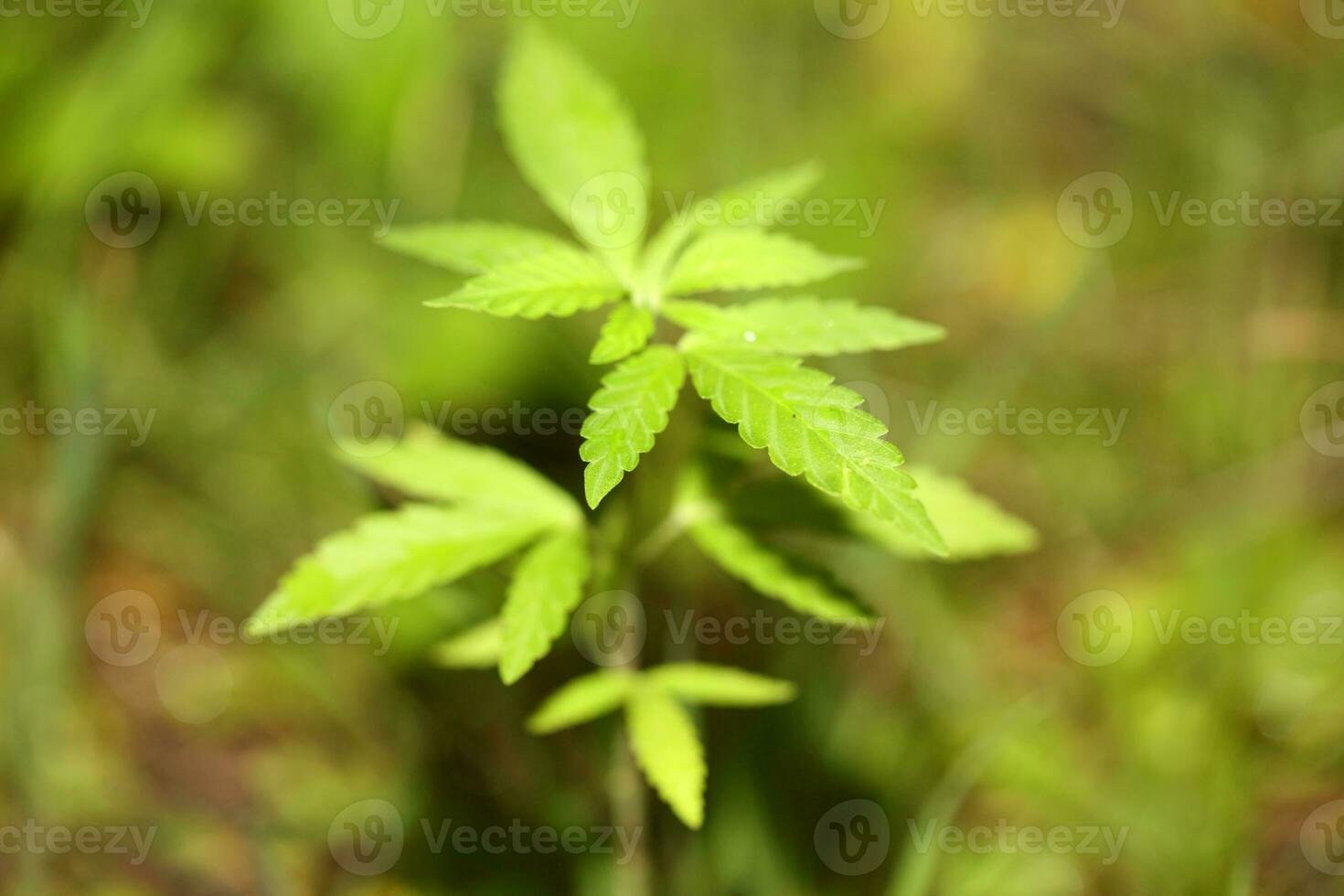 Baby cannabis plant the vegetative stage of marijuana growing seedling macro on nature green background for the production essential cbd oil in medicinal preparations big size high quality print photo
