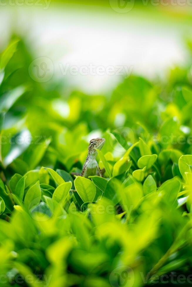 Lizard sticking its head out of the bush which is hard to find because they are afraid of people Shot at close range, used for documentaries or backgrounds about animals. in various teaching photo