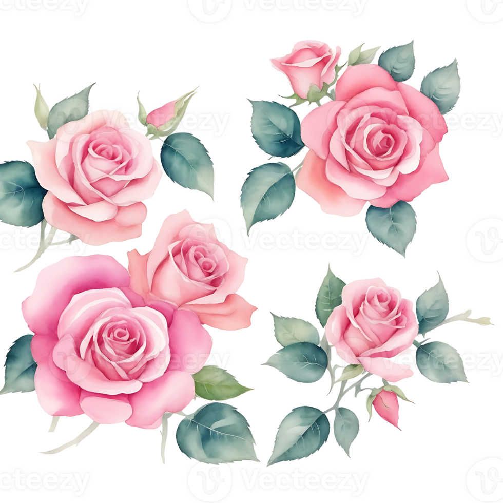 Roses flowers, watercolor painting png