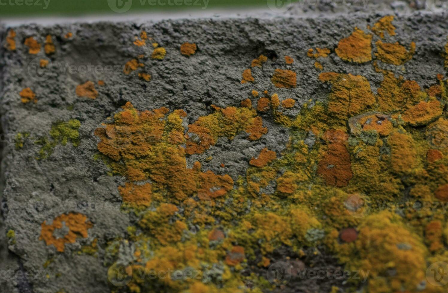 Bricks wall with lichens. Background texture photo