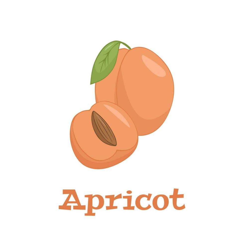 Flat vector of Apricots isolated on white background. Flat illustration graphic icon