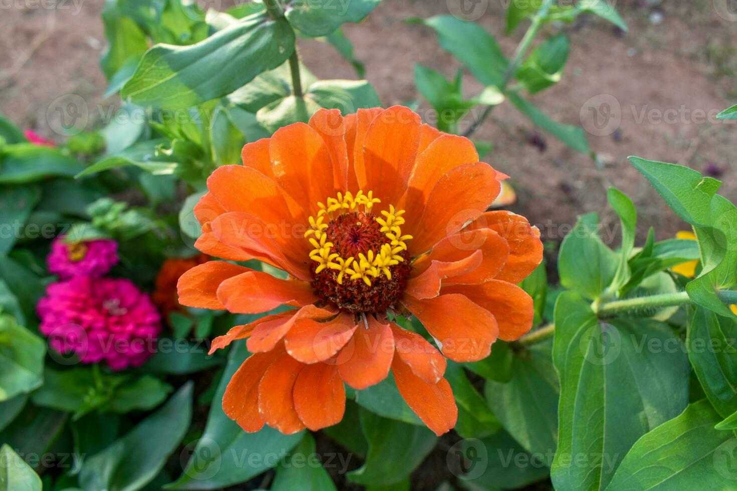 Orange Zinnia elegans known as youth-and-age, common zinnia or elegant zinnia, is an annual flowering plant in the family Asteraceae photo