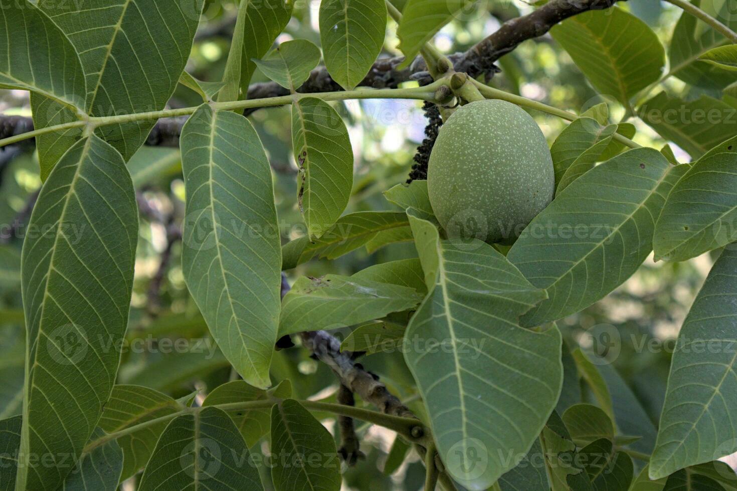 Green walnut on walnut tree. photo