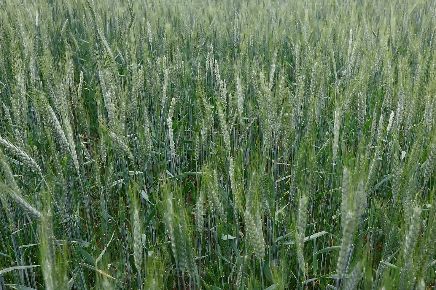 Common wheat field. photo