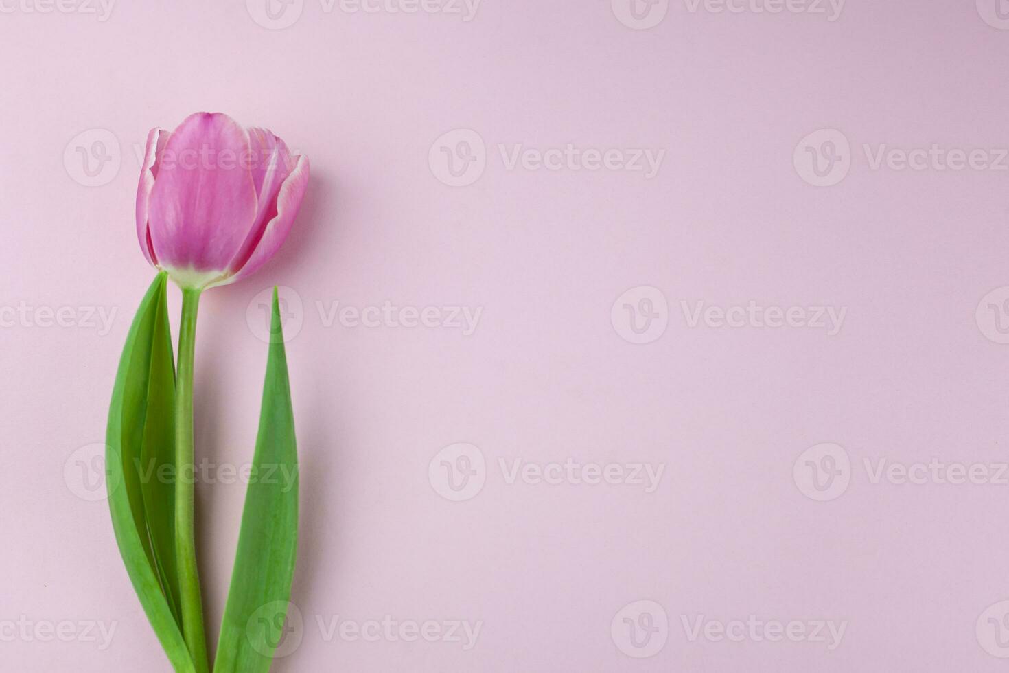 Pink single tulip flower, side view. Beautiful rose on a stem with leaves isolated on a pink background. Natural object for design for women's day, mother's day, anniversary. Place for text. photo