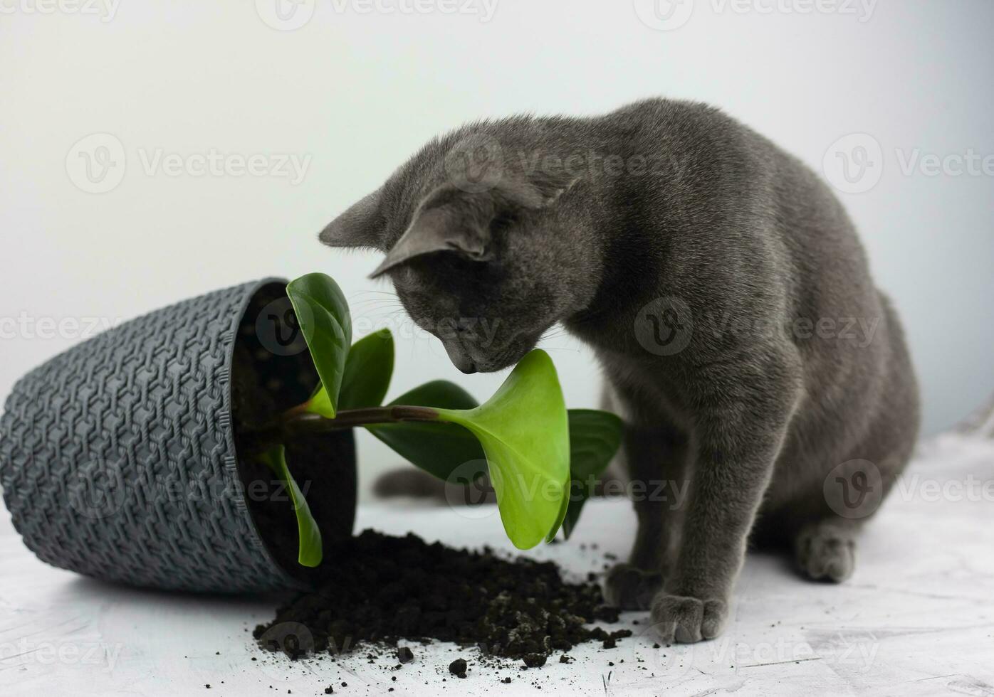 el casa gato caído el flor maceta y mira culpable. el concepto de dañar desde mascotas foto