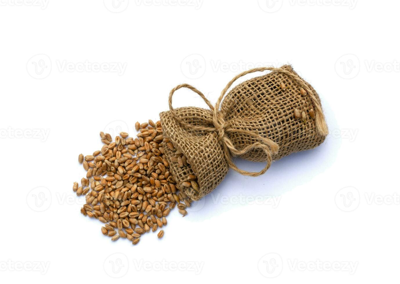 wheat and spikelets on a white background photo