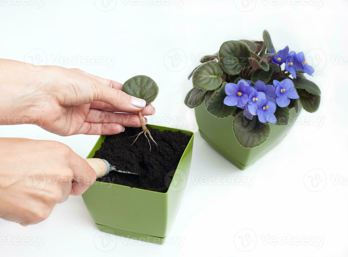 mujer jardinero manos trasplante Violeta en un maceta. concepto de hogar jardinería y plantando flores en maceta. en conserva saintpaulia Violeta flores ama de casa tomando cuidado de hogar plantas. foto