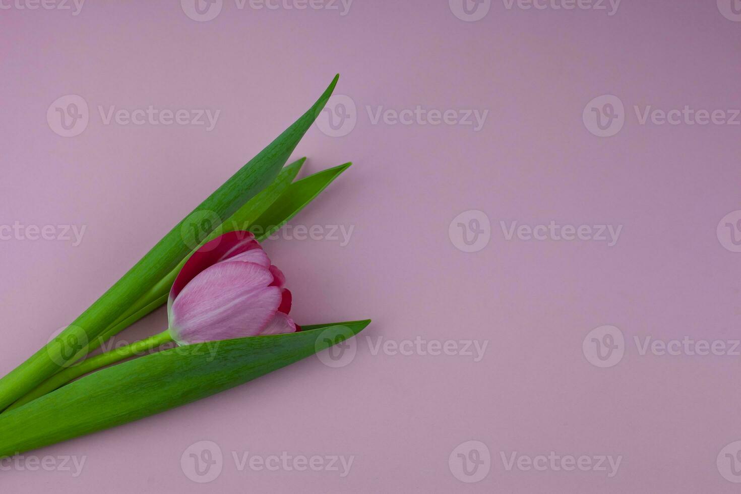 Pink single tulip flower, side view. Beautiful rose on a stem with leaves isolated on a pink background. Natural object for design for women's day, mother's day, anniversary. Place for text. photo