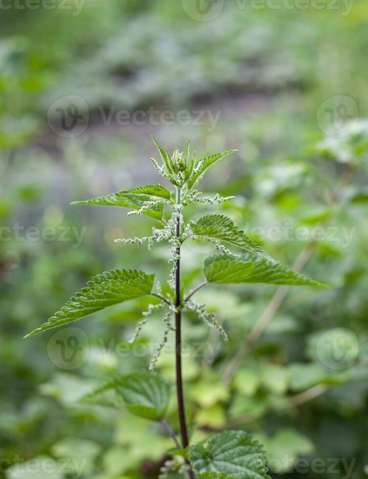 urtica dioica, a menudo llamado común ortiga o escozor ortiga. foto