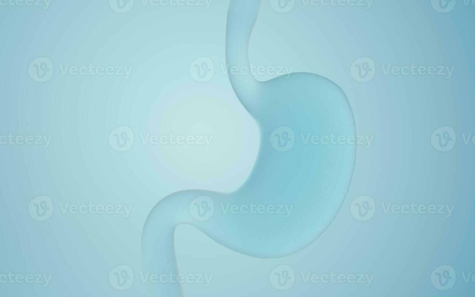 Human Internal Stomach Anatomy, 3d rendering. photo