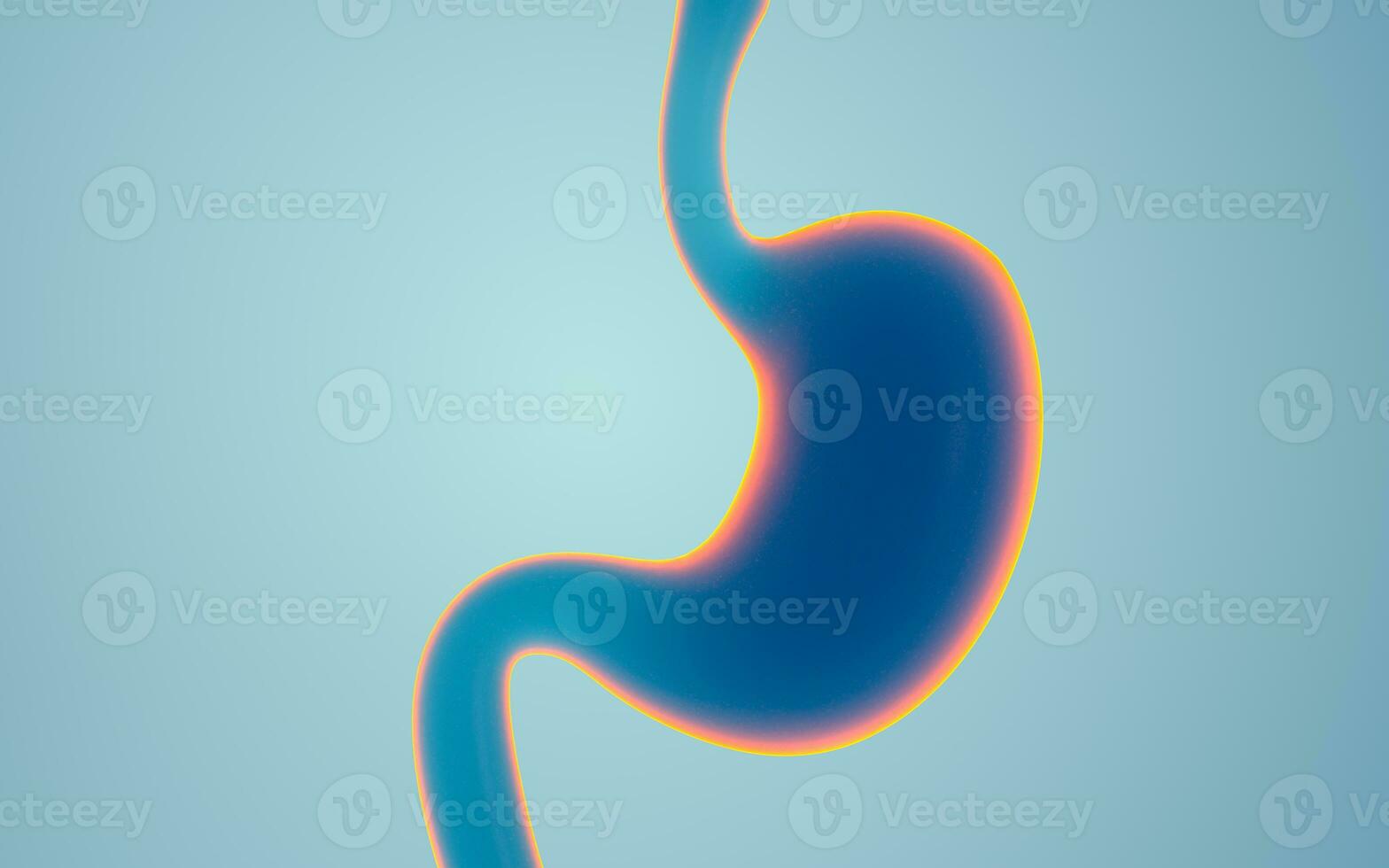 Human Internal Stomach Anatomy, 3d rendering. photo