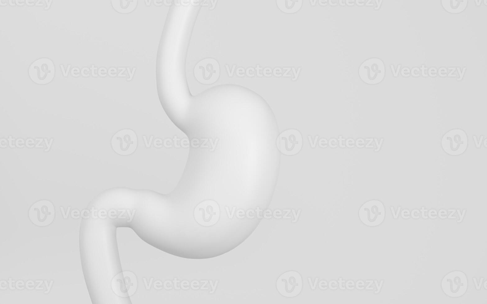 Human Internal Stomach Anatomy, 3d rendering. photo