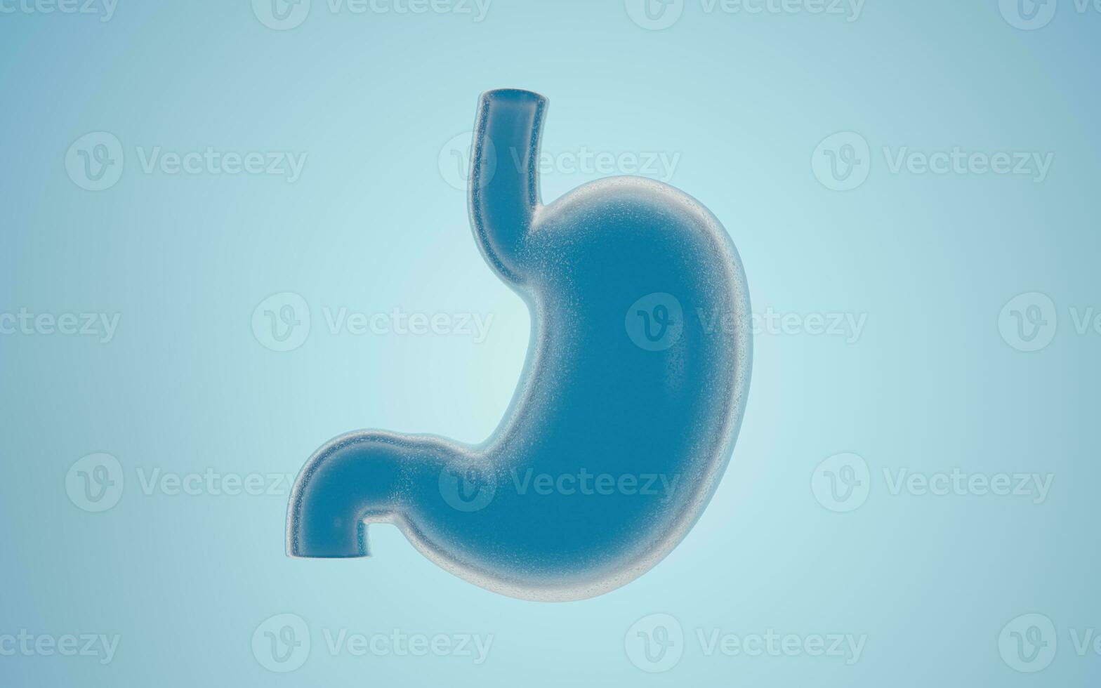Human Internal Stomach Anatomy, 3d rendering. photo