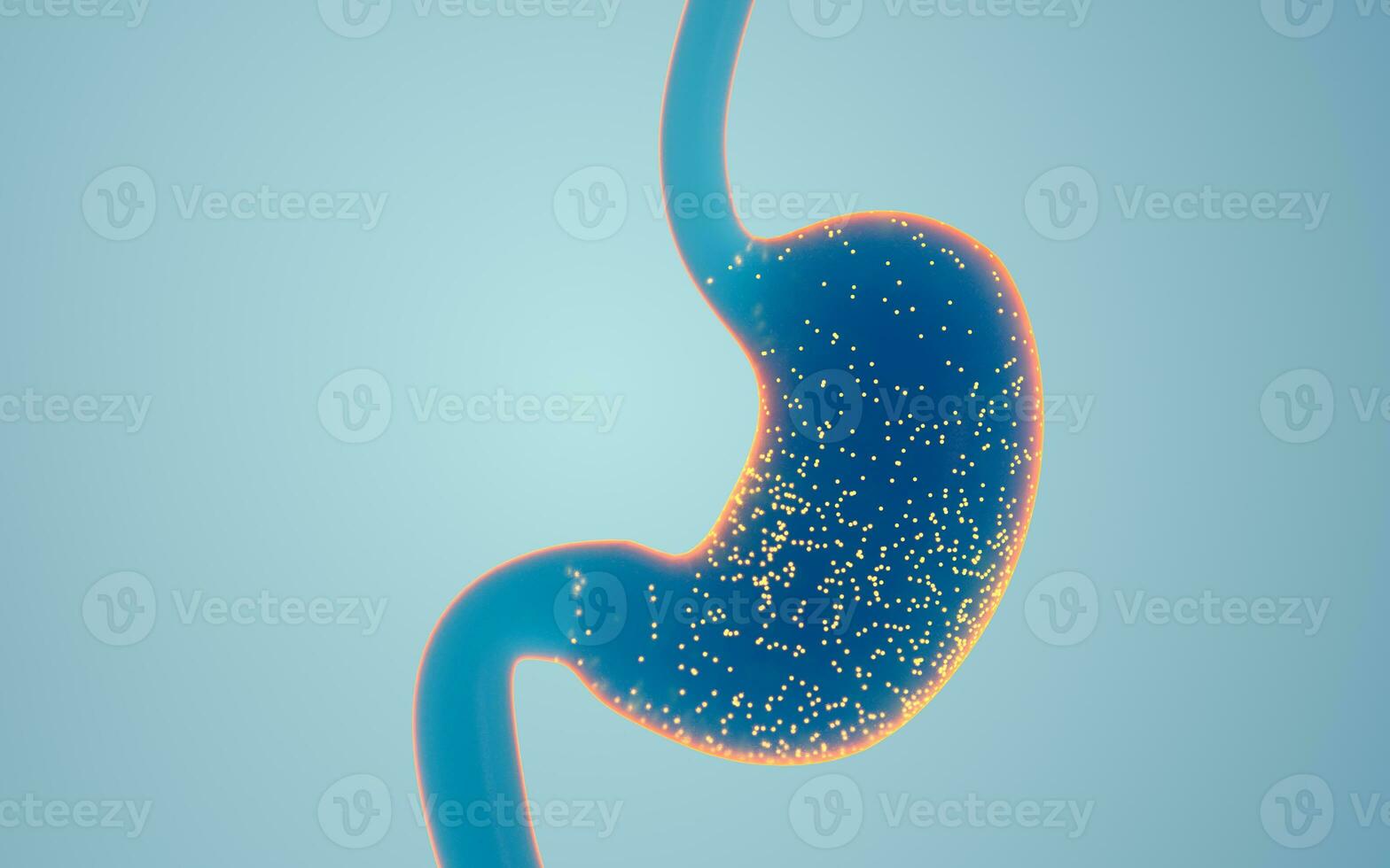 Human Internal Stomach Anatomy, 3d rendering. photo