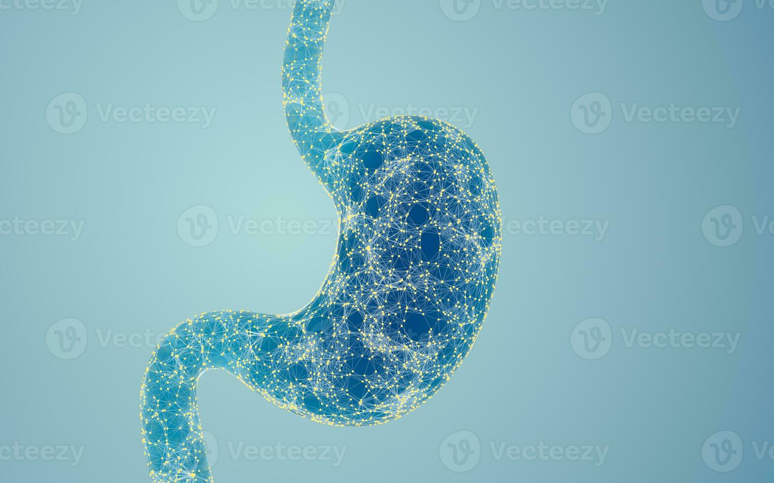 Human Internal Stomach with digital lines, 3d rendering. photo