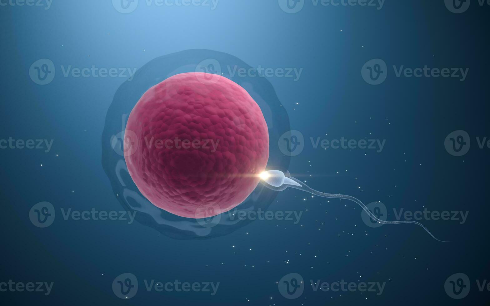 The union of sperm and an egg cell, 3d rendering. photo