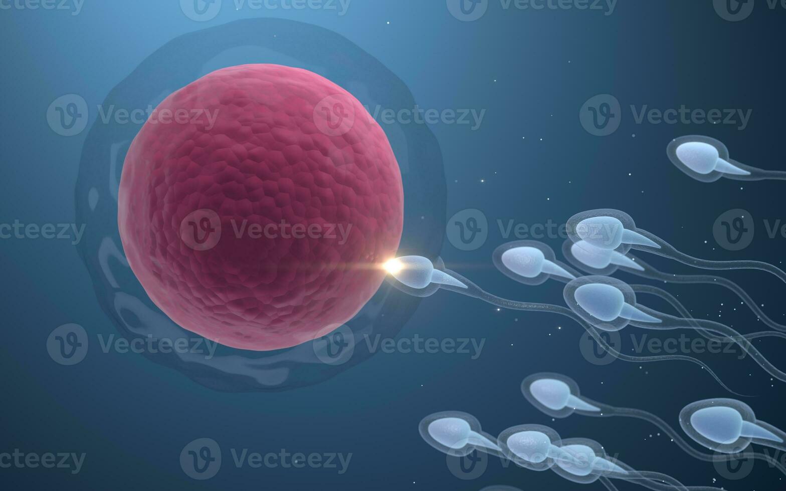 The union of sperm and an egg cell, 3d rendering. photo