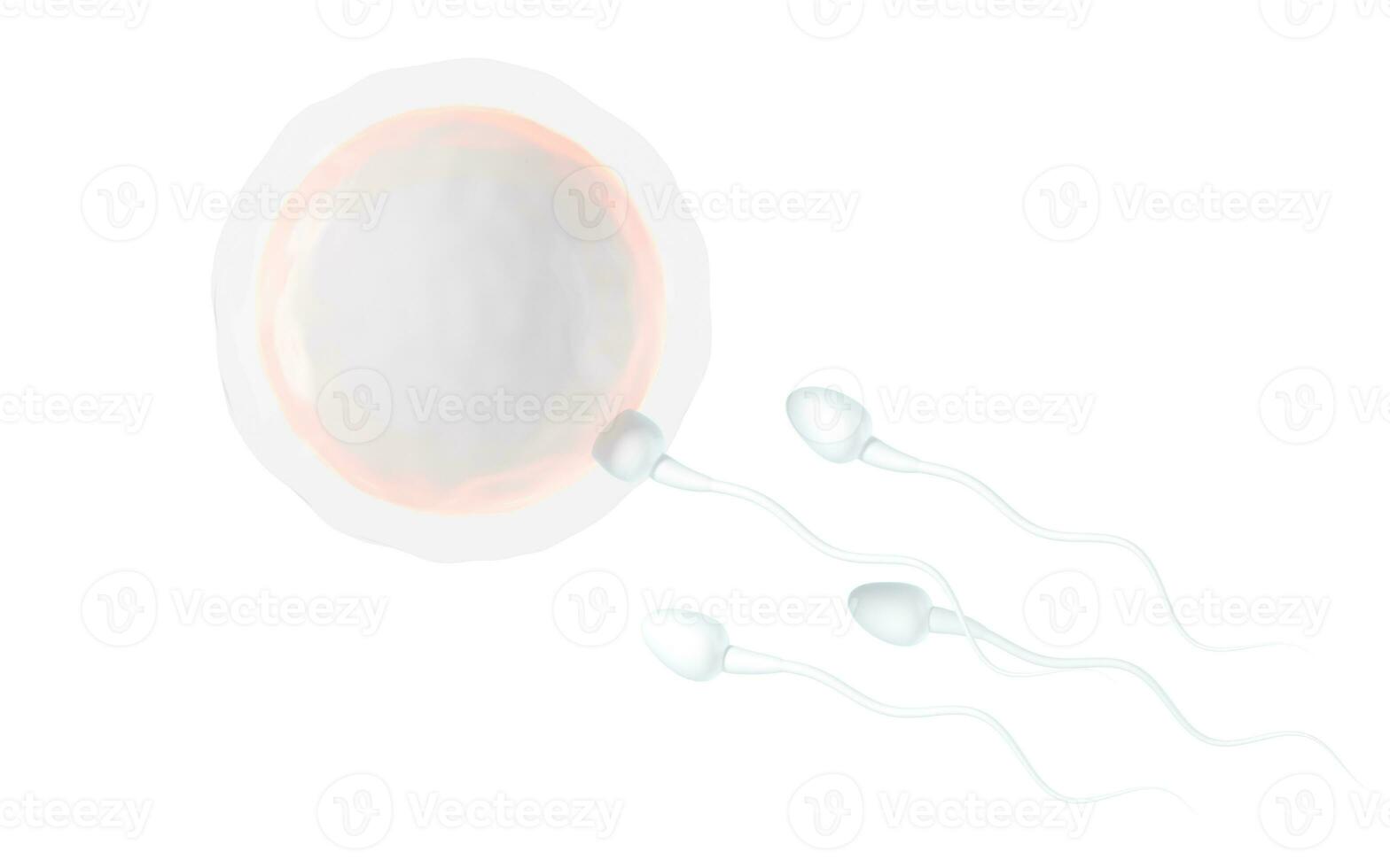 The union of sperm and an egg cell, 3d rendering. photo