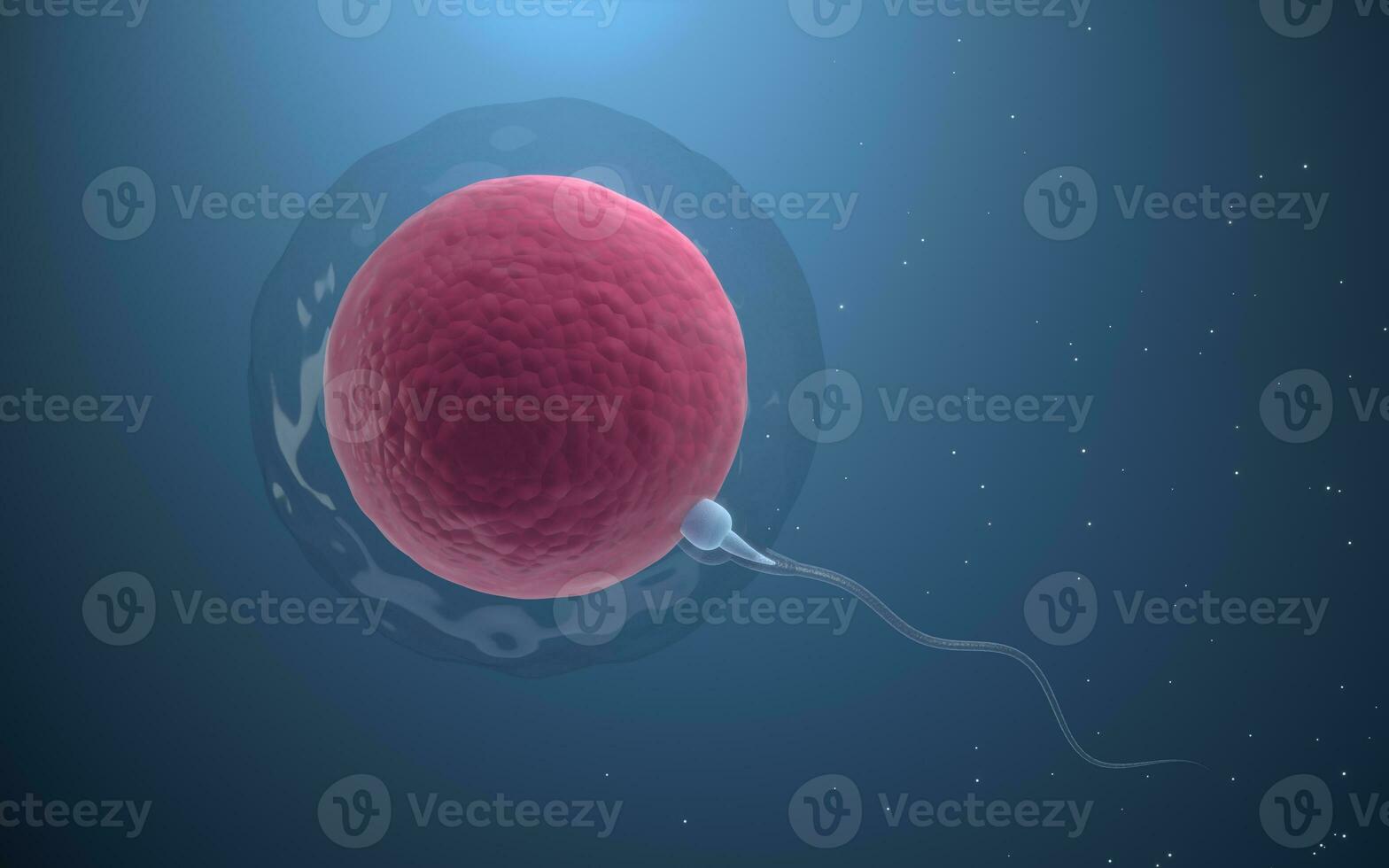 The union of sperm and an egg cell, 3d rendering. photo