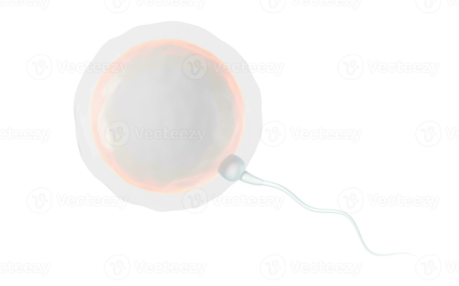 The union of sperm and an egg cell, 3d rendering. photo