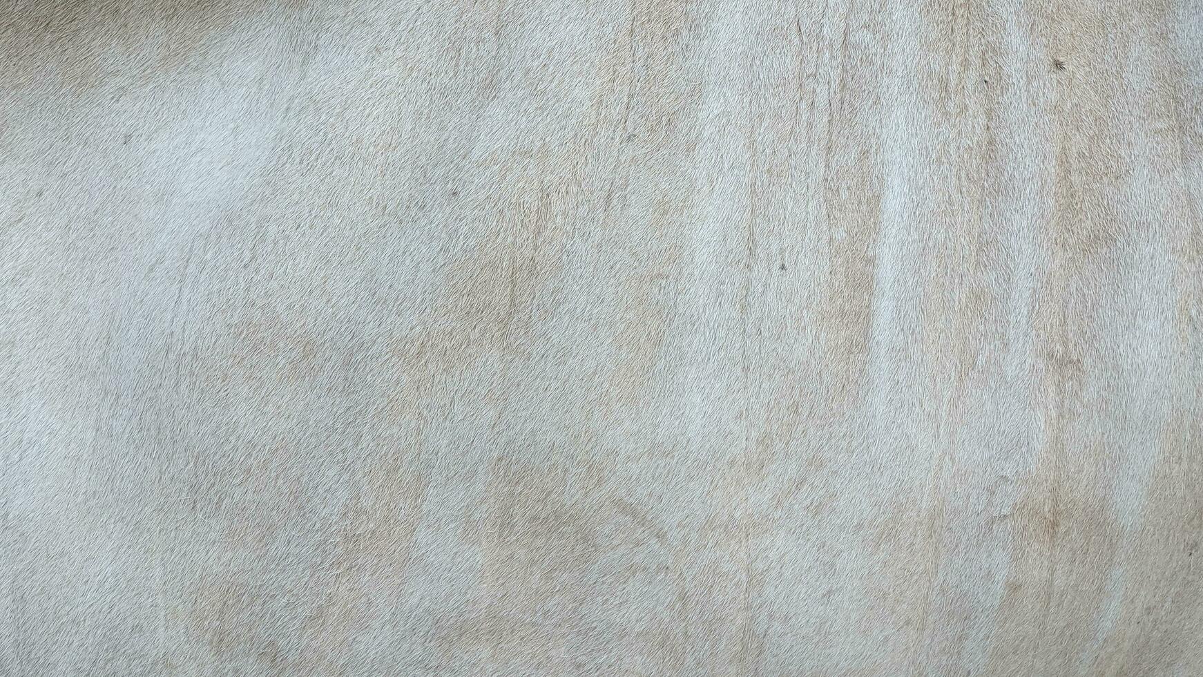 close up of brown cowhide fur texture for background with copy space photo