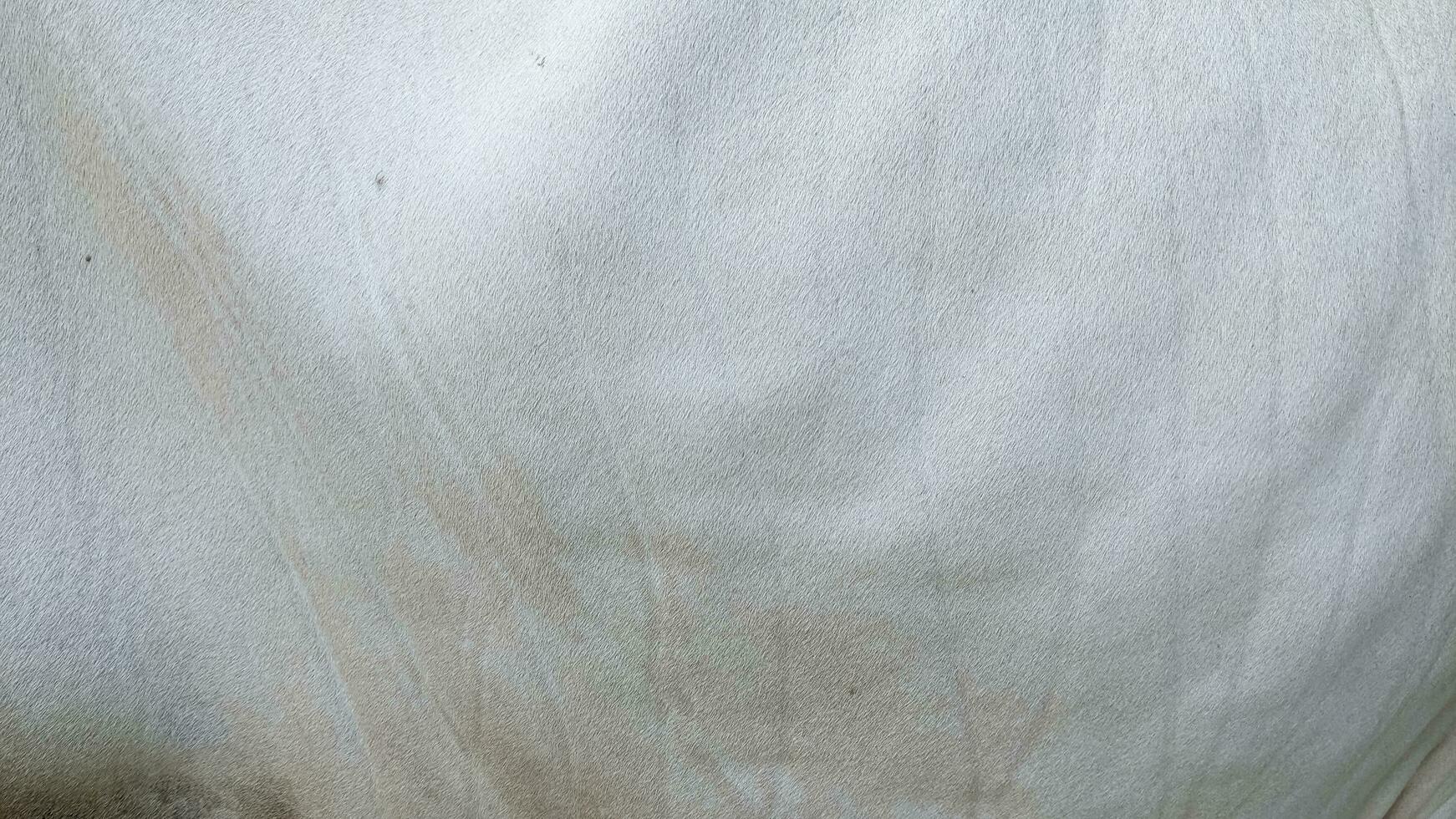 close up of brown cowhide fur texture for background with copy space photo