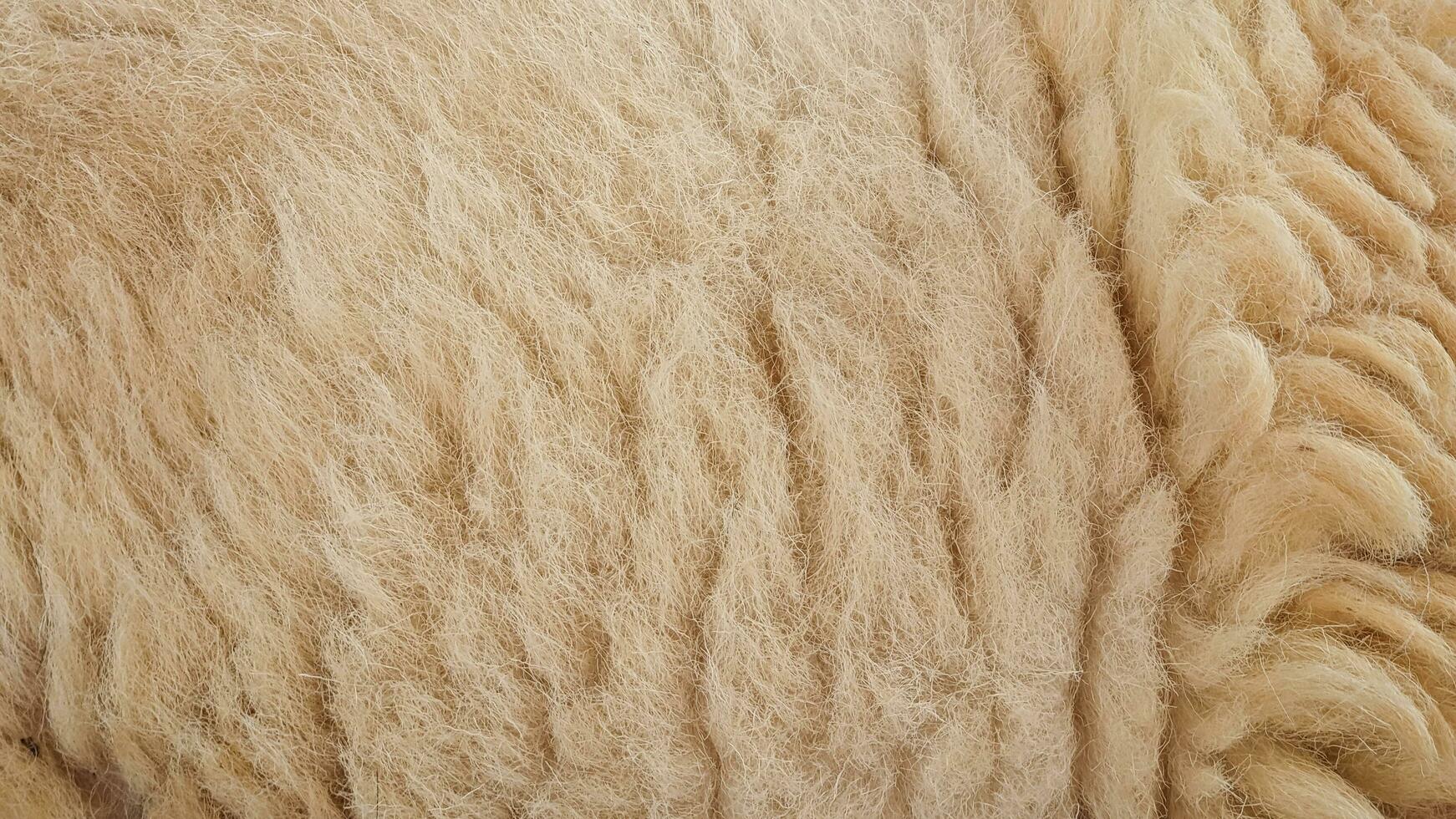 close up of raw sheep wool texture photo