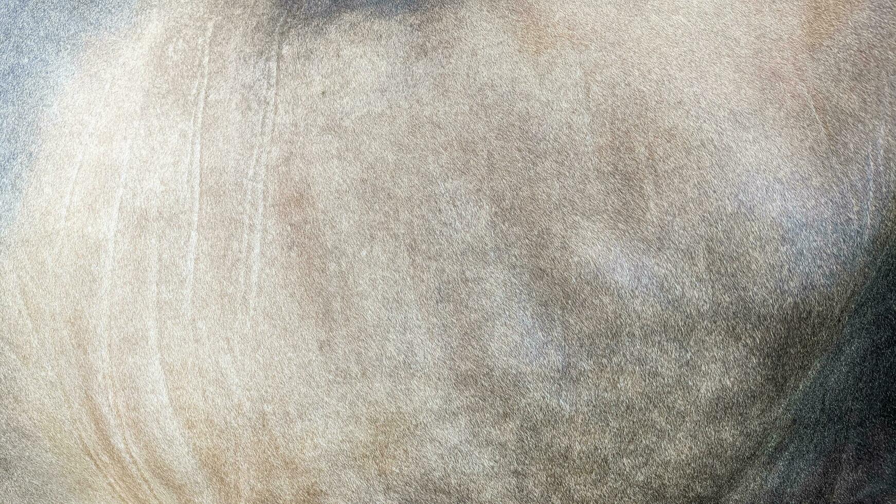 close up of brown cowhide fur texture for background with copy space photo