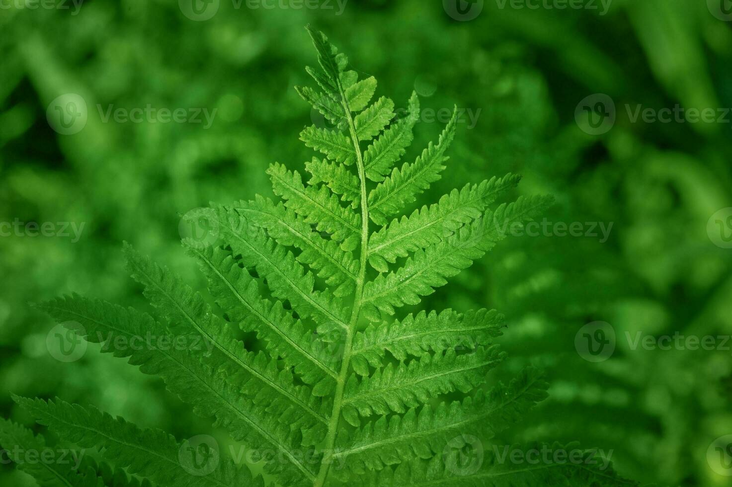 Fern leaves on green blurred background. Fern as a natural background. photo