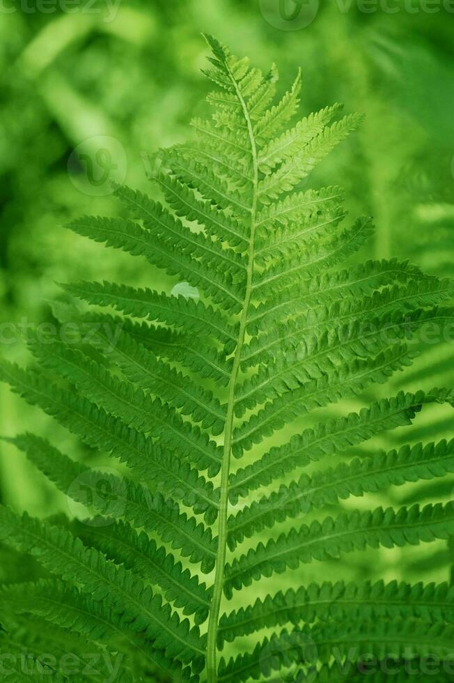 Fern leaves on green blurred background. Fern as a natural background. photo