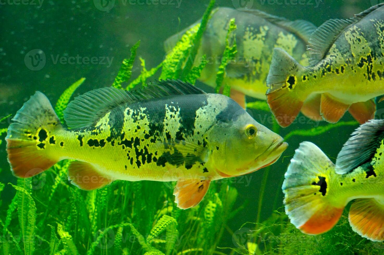 freshwater fish in the aquarium in close up at the Warsaw zoo photo