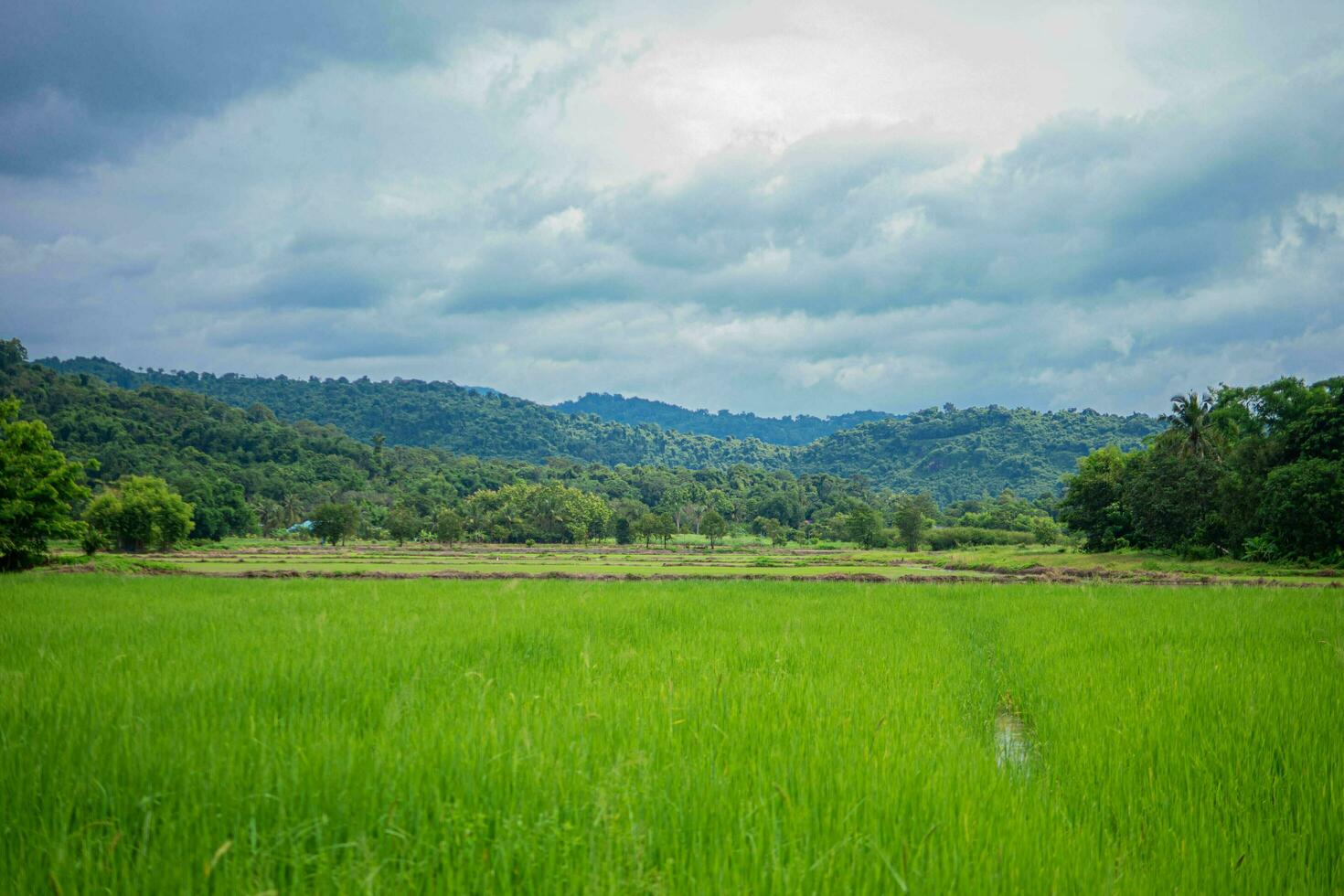 Beautiful scene of a green rice field landscape in an overcast, cloudy region of Thailand. Cereal harvesting environment. photo