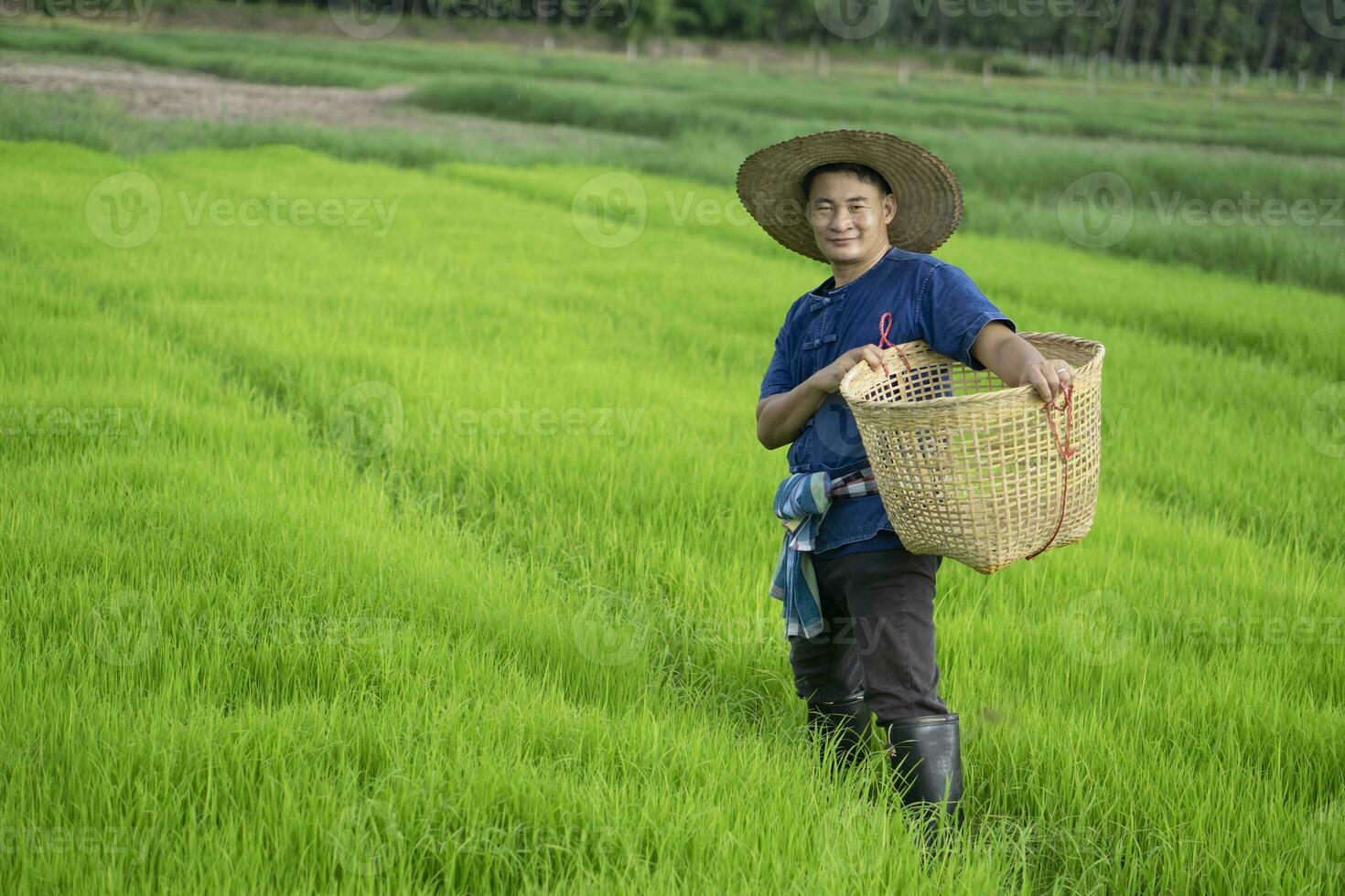 Asian farmer is at paddy field, holds basket to get rid of grass or weeds in rice field by hands. Concept , Agricultural occupation. Organic farming. No chemical using. Use natural ways. Thai farmer. photo