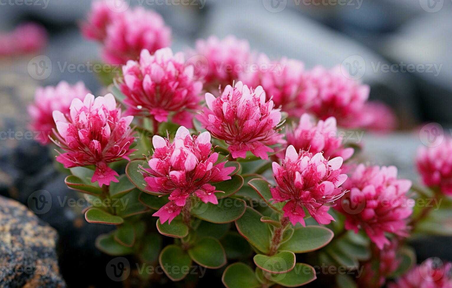 Here is a close-up view of the Rhodiola rosea arctic flower. photo