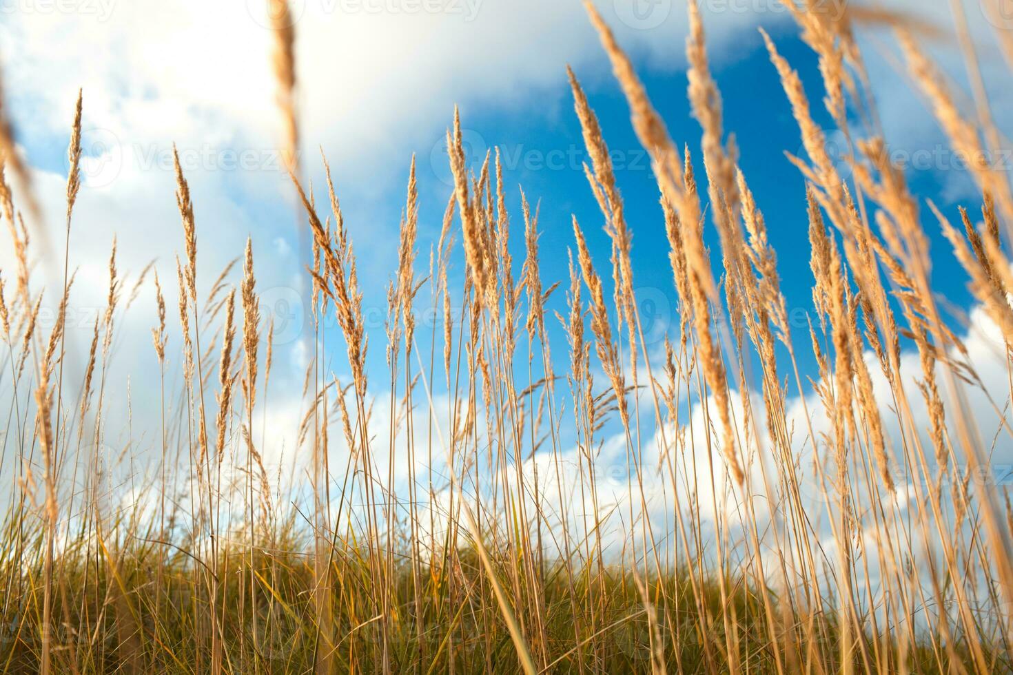 césped y cielo. foto