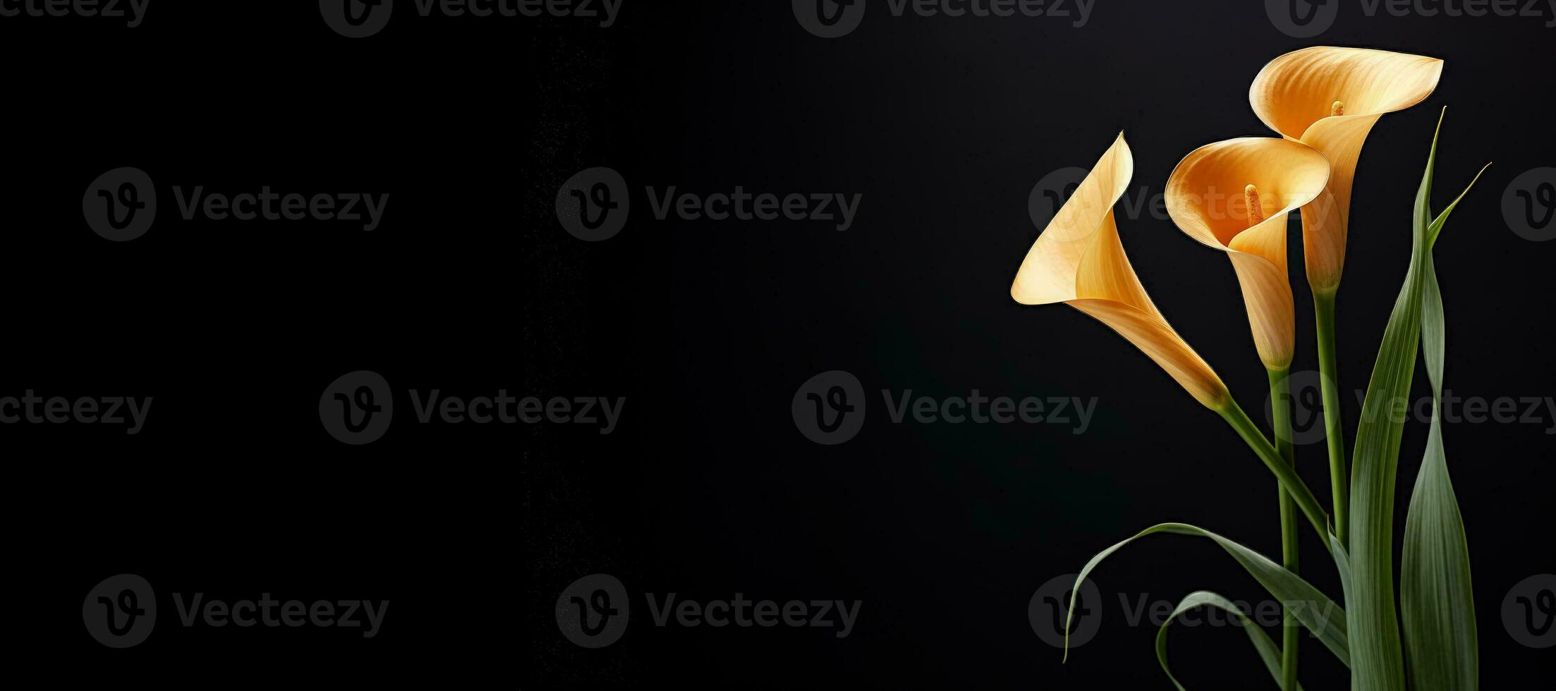 Calla flower on black background with copy space photo