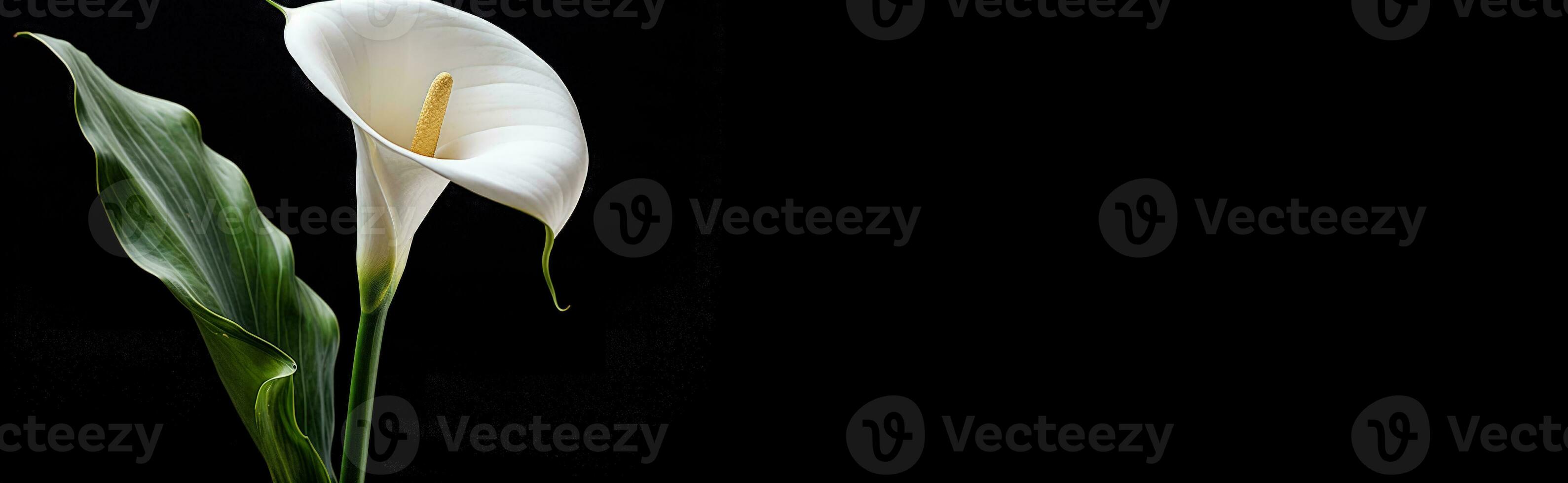 Calla flower on black background with copy space photo