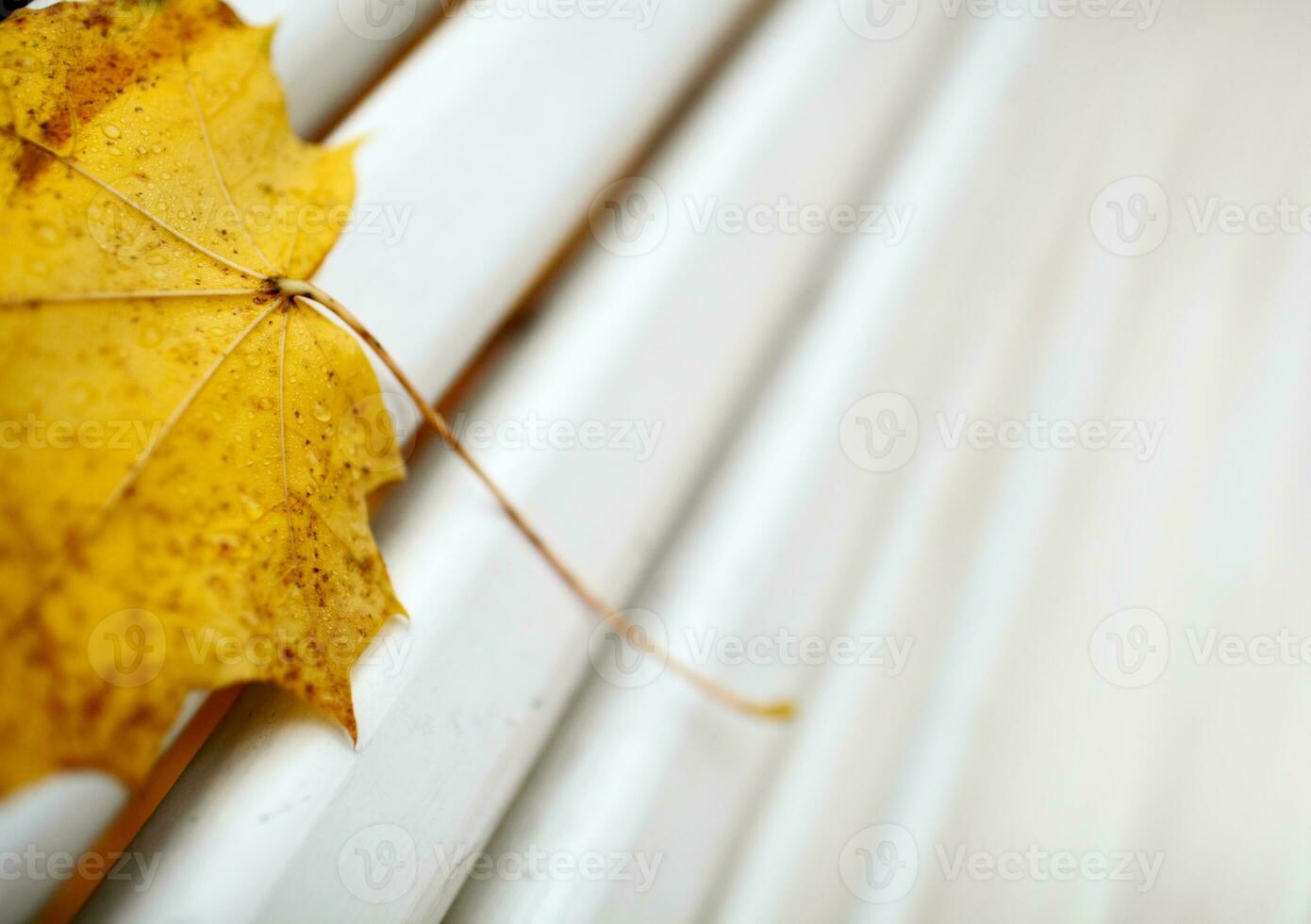 Yellow maple leaf on the bench. photo